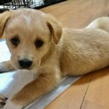 生後2か月仔犬 女の子