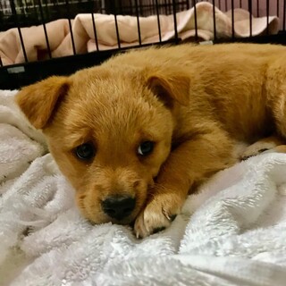 生後2か月仔犬 女の子