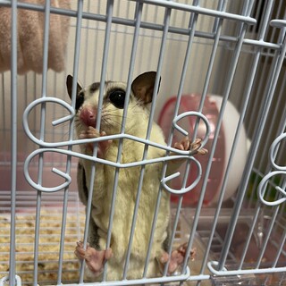 里親さん見つかりました