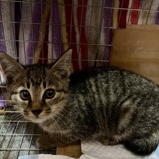 【12/27更新】子猫の家族募集中！