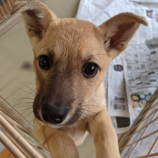 人懐っこくて元気一杯クミちゃん（雑種）子犬です
