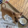 人懐っこくて元気一杯クミちゃん（雑種）子犬です サムネイル3