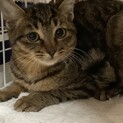 3ヶ月  シャイなキジ猫　栗くん