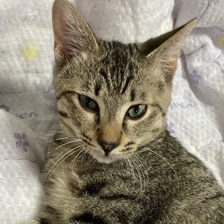 きじとら甘えゴロスリ一緒に寝んねのおっとりひふみ君