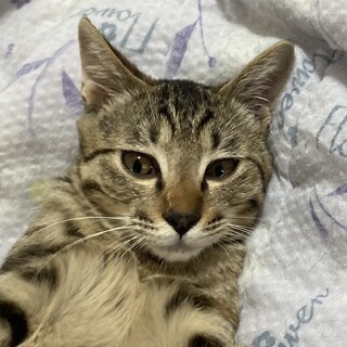 きじとら甘えん坊抱っこ大好き一緒に寝んねうたちゃん