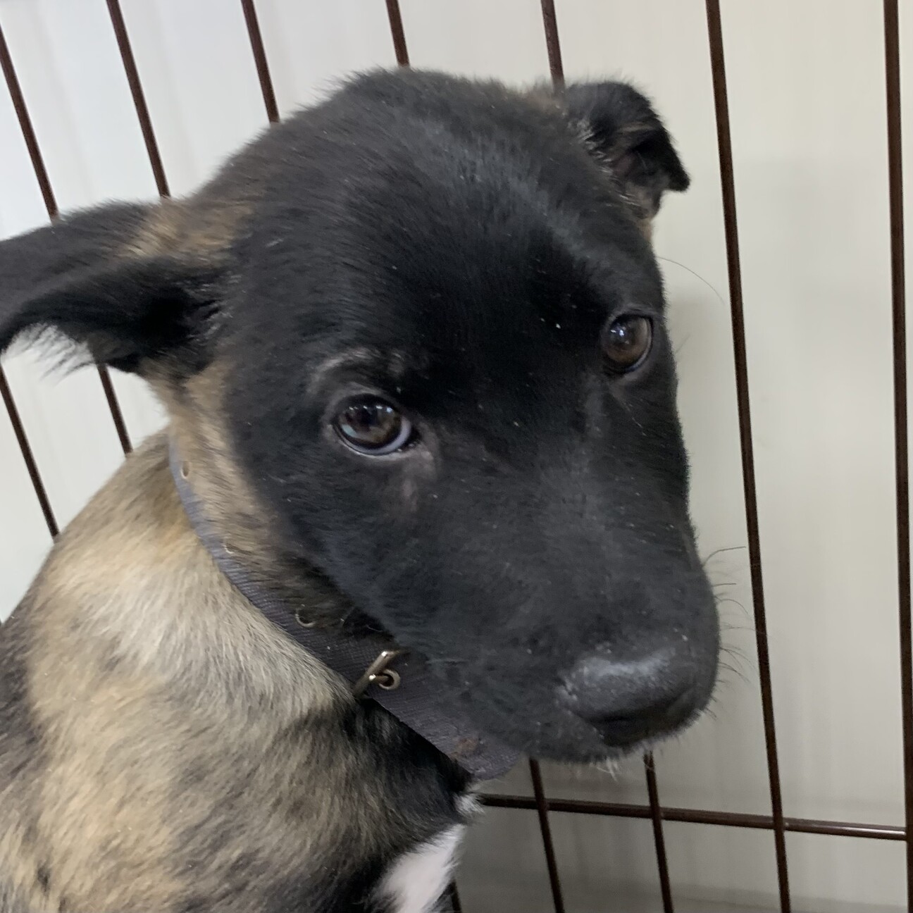 ジジくんシェパードミックス風保護犬♂交渉中です サムネイル1