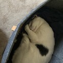 白黒ぶちの猫ちゃん。里親募集