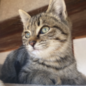 甘えん坊なキジトラおす猫ちゃん