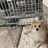 ポメラニアンの女の子　アキちゃん サムネイル2