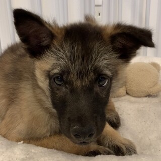 ナナくん　シェパードmix風♂ 保護犬
