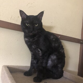 優しいブラッスモークのうすも君