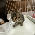 人懐っこい子猫のルディ君