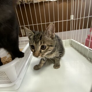 人懐っこい子猫のルディ君