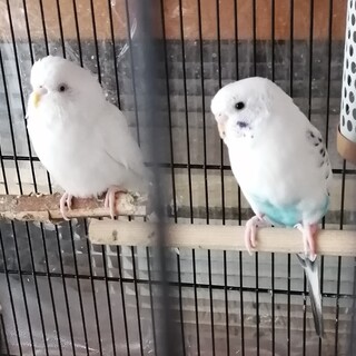 ハルクインとアルビノ