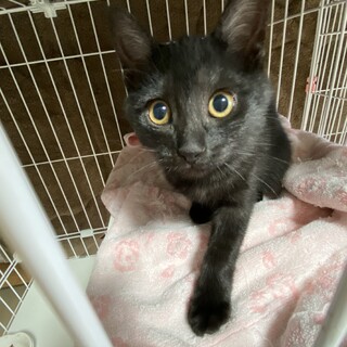 人懐っこい子猫のエリスちゃん