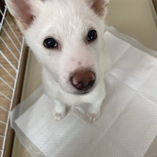 トイレ完璧✴︎真っ白✴︎この子の家族を探してます。
