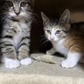 生後3か月の子猫保護