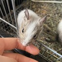 デグーを可愛がってくれる里親募集