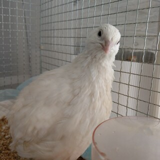 ウズラとヒメウズラの里親募集