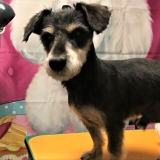 お散歩大好き　のん君　シュナ×ダックス