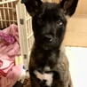 ジジくんシェパードミックス風保護犬♂交渉中です サムネイル5