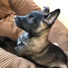 ジジくんシェパードミックス風保護犬♂交渉中です サムネイル6