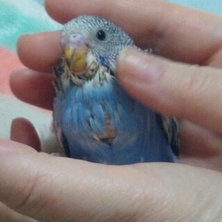 生まれたセキセイインコ雛の里親募集します。