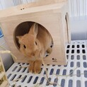 プリンちゃんです。