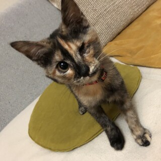 可愛いゴロゴロサビ猫ちゃんです。
