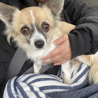 推定5歳チワワちゃん　
