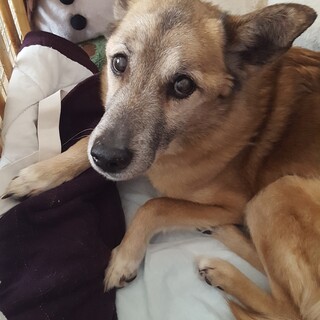 13歳(オス)里親様を募集しております。