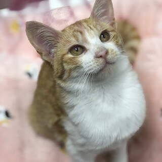 4ヶ月男の子