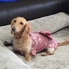 遠山の金さん