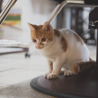 頑張りやさんのロン君