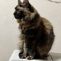 サビビ
