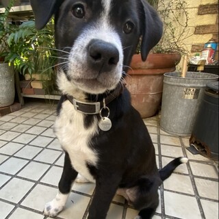 甘えん坊の人も犬も大好きな子です。