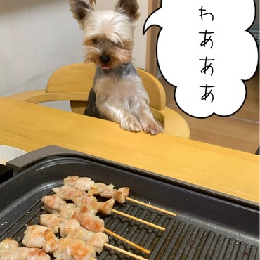 ヒロは元気にしています。私はいわゆる四十肩の酷いやつになってしまい腕が上がらず病院通い…。一番強い薬に今日から変わりました…。