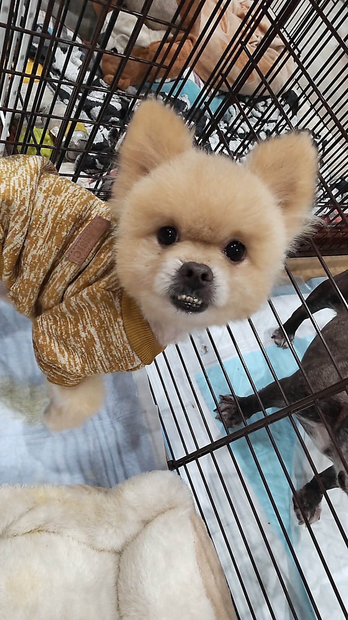 憎めないキャラのアイン 三重県 犬の里親募集 ペットのおうち 月間利用者150万人