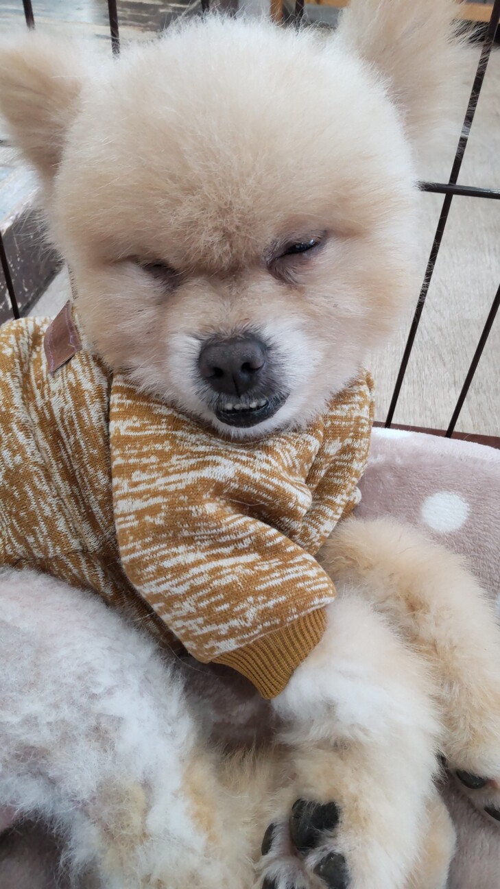 憎めないキャラのアイン 三重県 犬の里親募集 ペットのおうち 月間利用者150万人