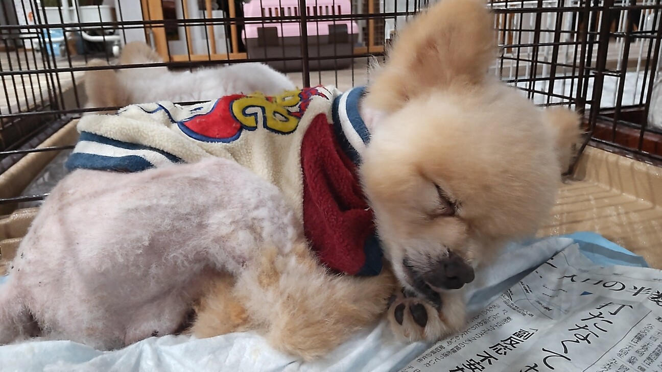 憎めないキャラのアイン 三重県 犬の里親募集 ペットのおうち 月間利用者150万人