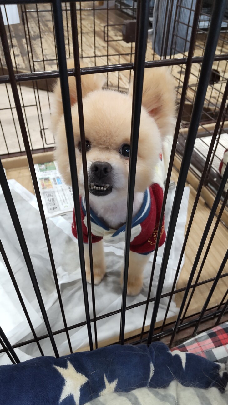 憎めないキャラのアイン 三重県 犬の里親募集 ペットのおうち 月間利用者150万人