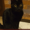 心優しい黒猫ジョイン君、家族に寄り添います。