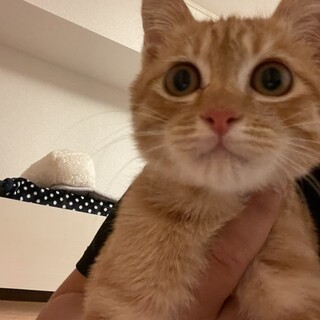 茶トラ子猫ちゃん