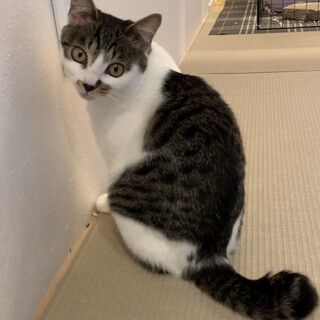 好奇心旺盛女子、ちびちゃん里親さん募集