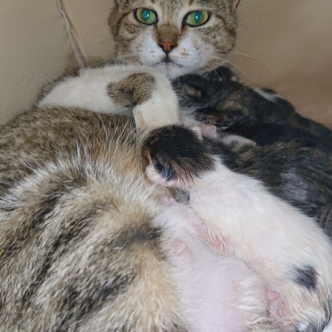 新宮猫の会のカバー写真