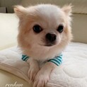 大事に育てて下さる里親様募集