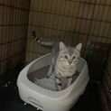 ベンガル　伊勢市