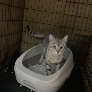 ベンガル　伊勢市