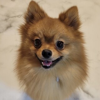 ポメラニアン 岐阜県が募集対象 犬の里親募集情報 ペットのおうち 月間利用者150万人