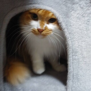 中身は和風　もふもふタマちゃん